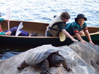 Quetico